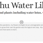 Oahu Water Lilies